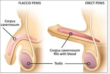 erectile dysfunction